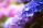 Botanical