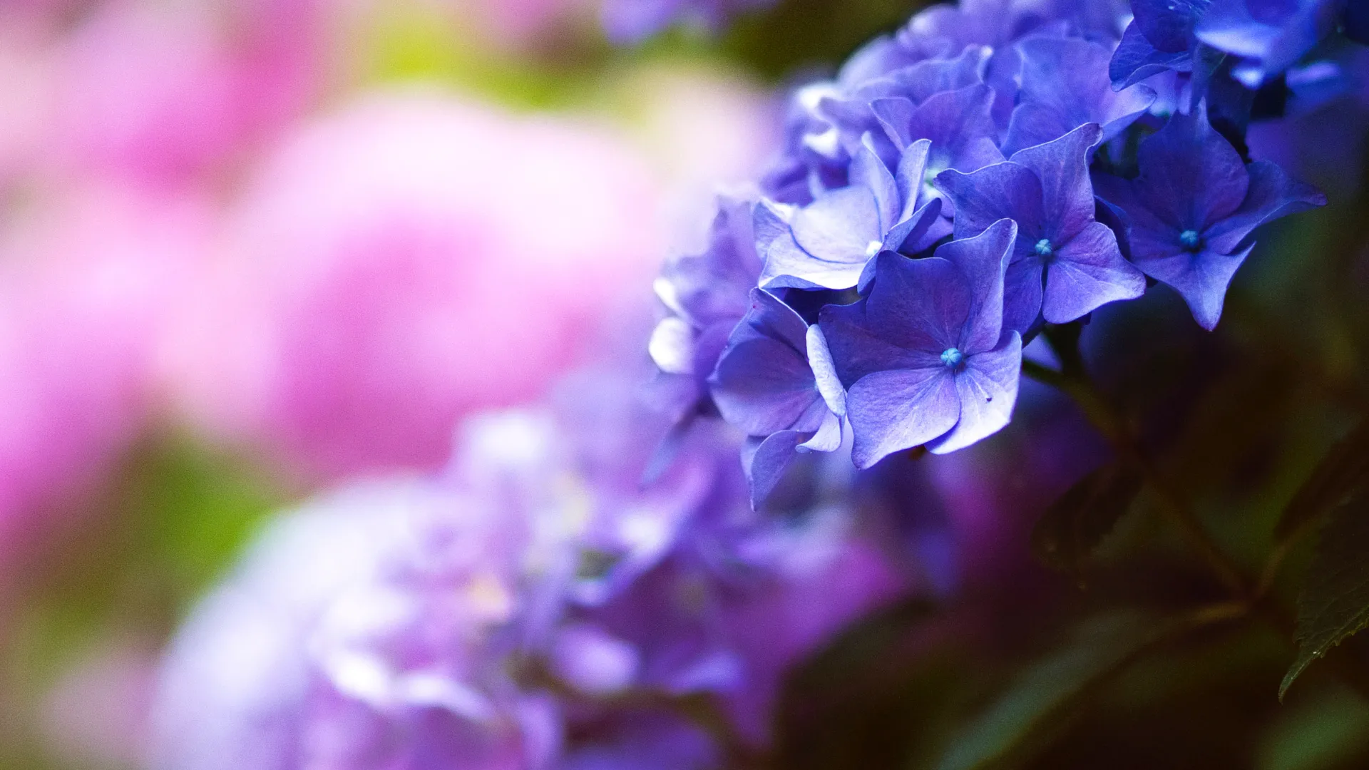Botanical