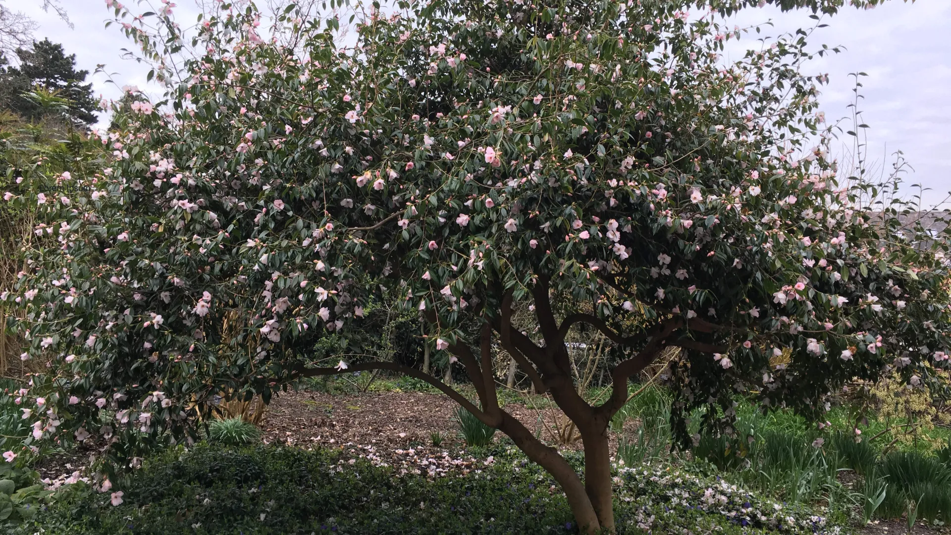 Camellia hybrid ‘Winton’, even the petals fallen on the ground make a nice effect mixed with the deep blue flowers of Vinca.