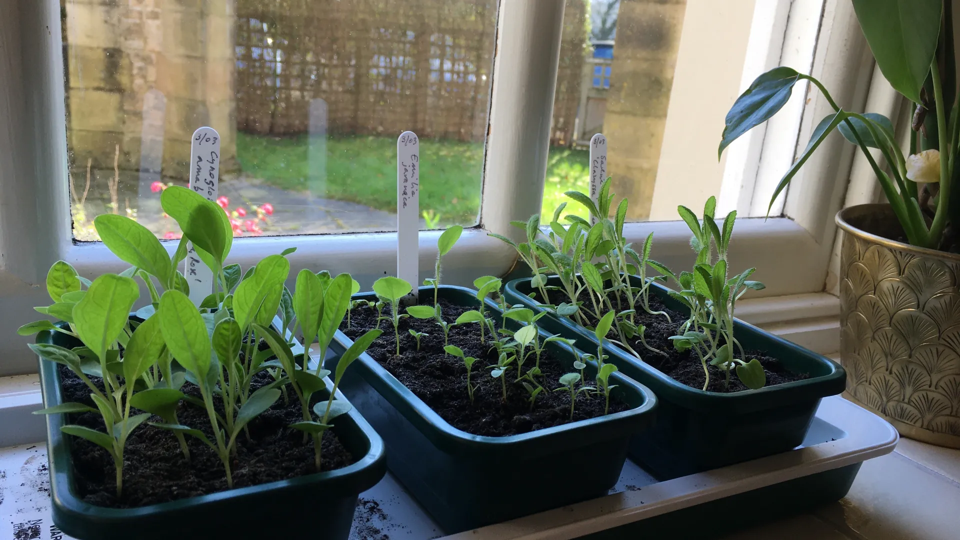 Vegetable seedlings in pots