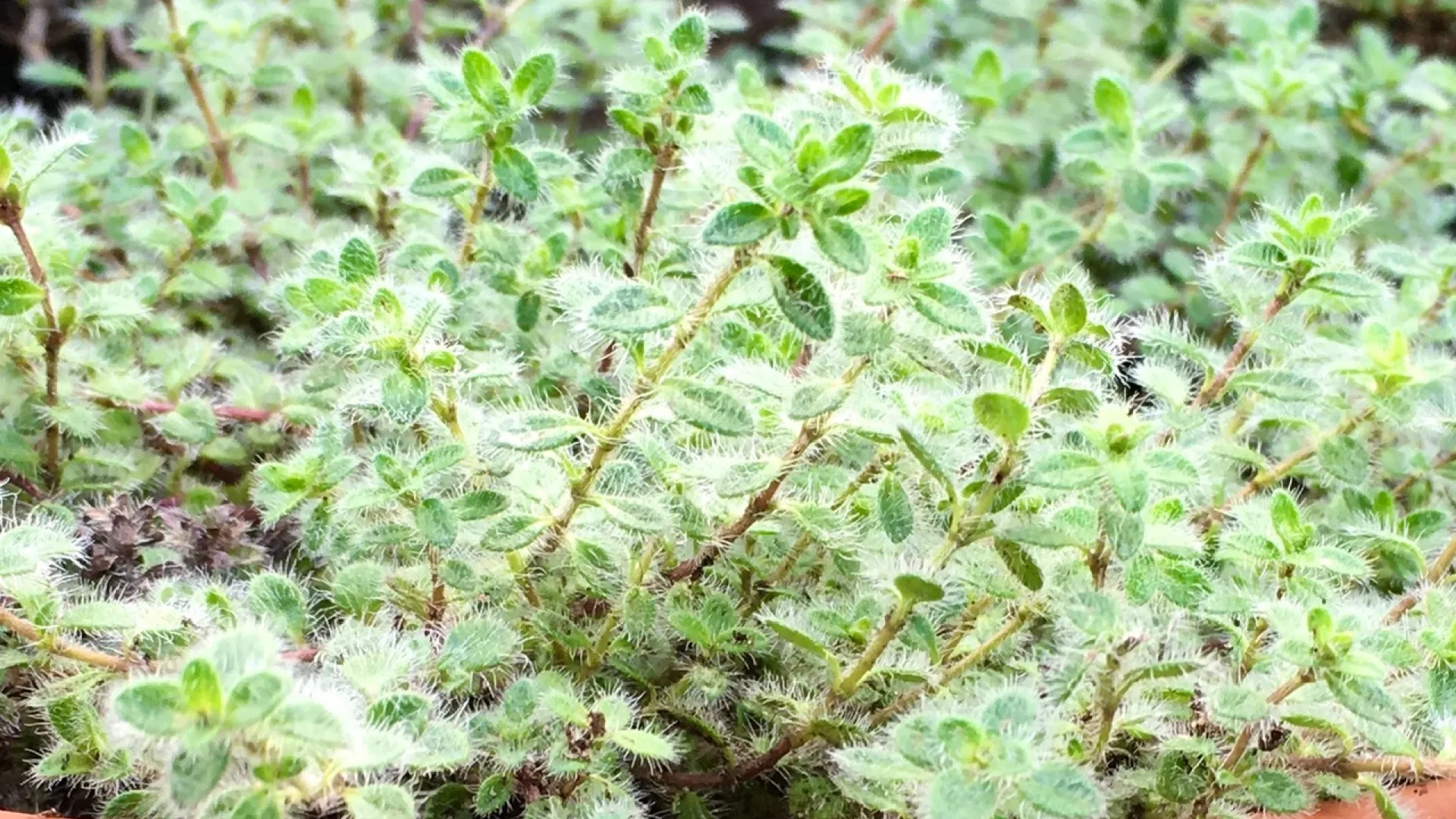 Thyme