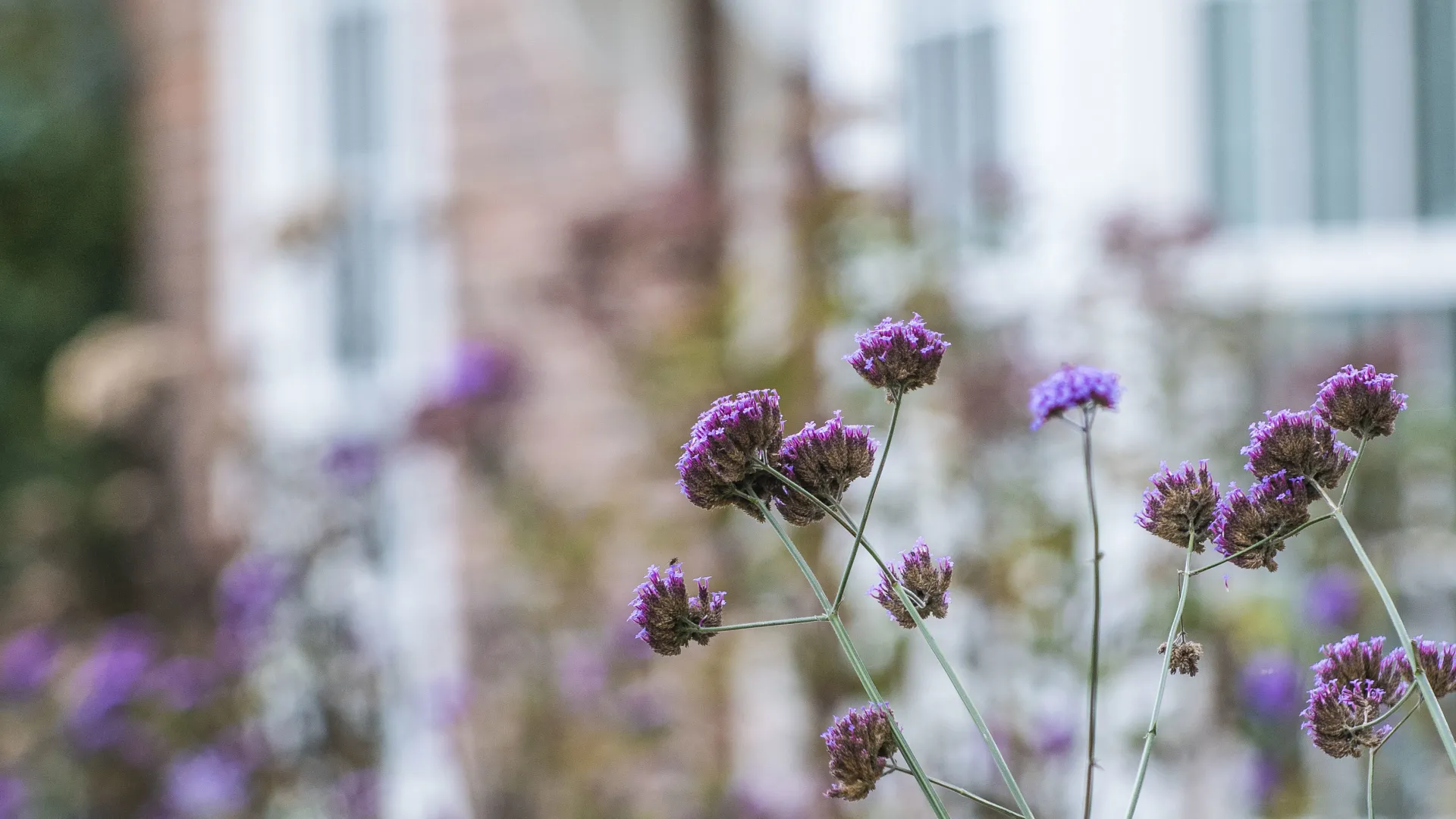 Top 5 flowering plants to have in your garden for November and December
