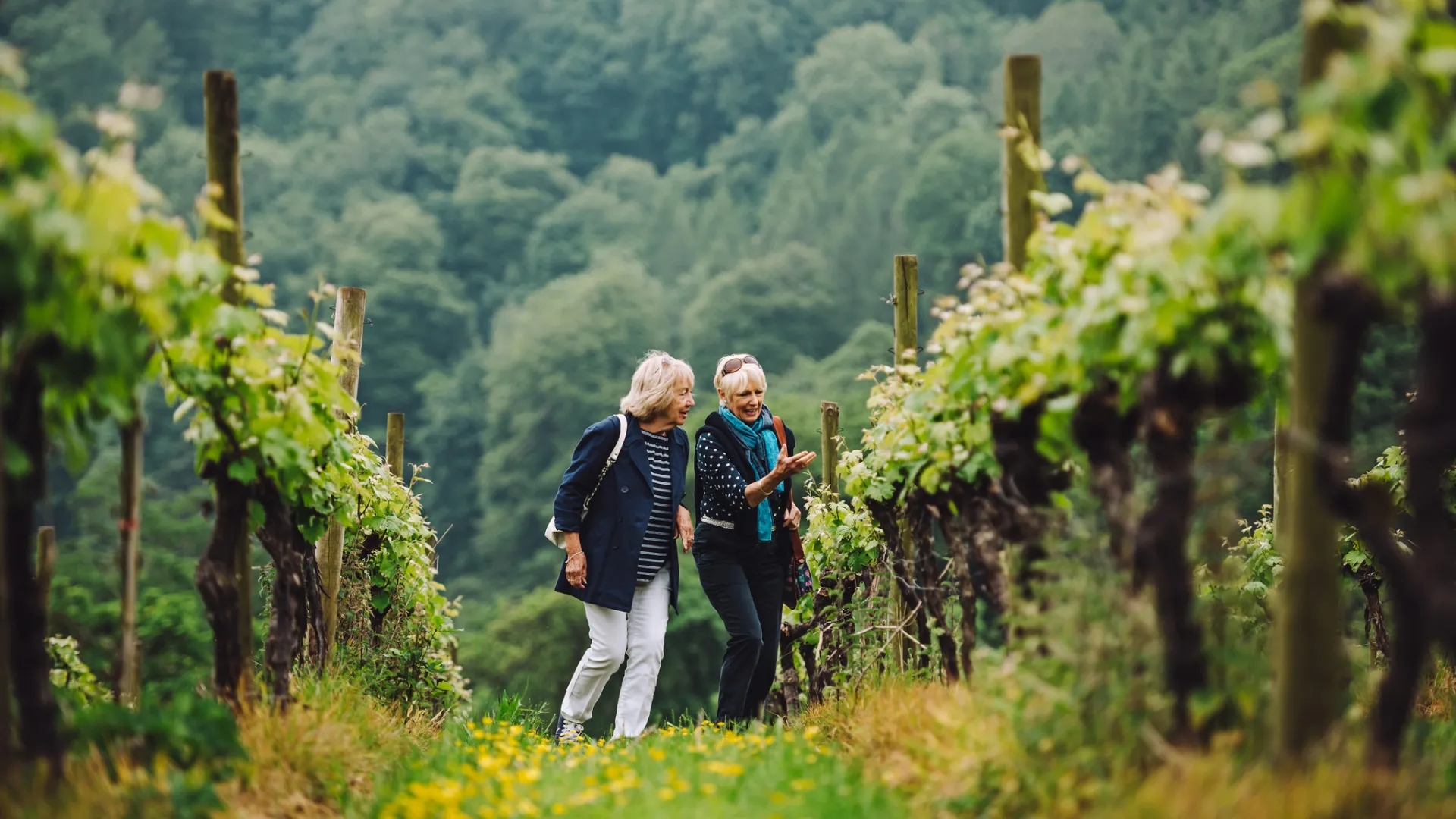 Two people walking in a vineyard