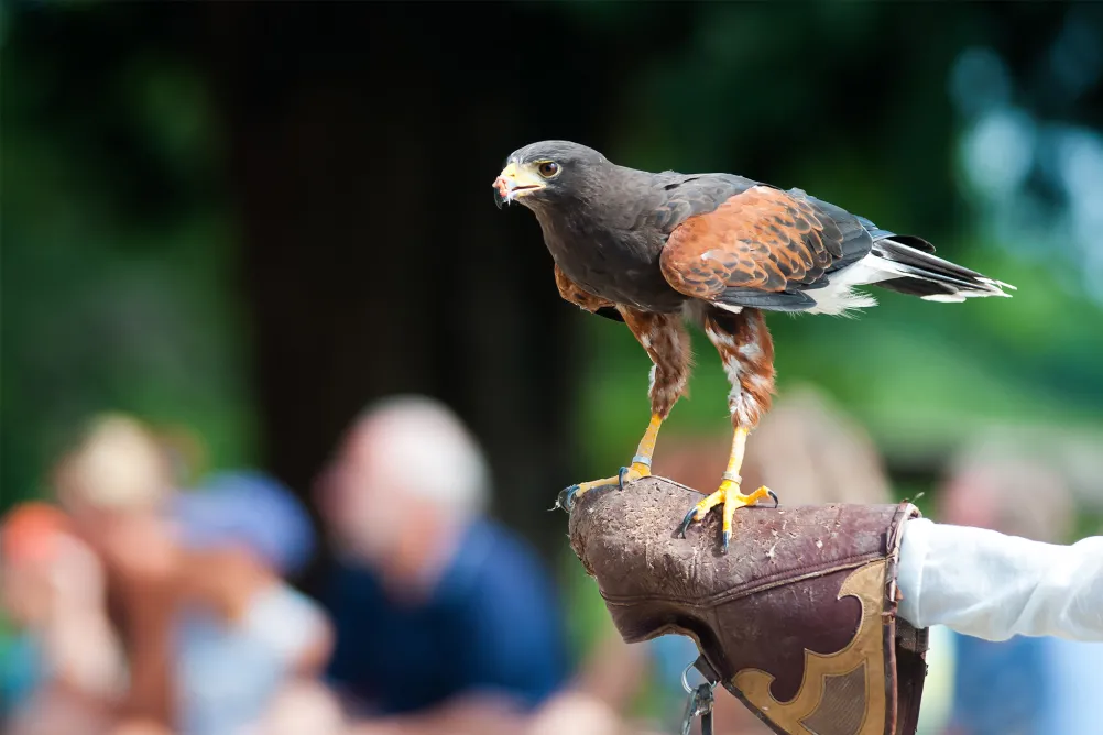 BBQ and Falconry event