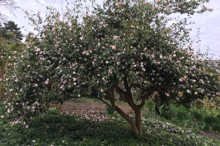 Camellia hybrid ‘Winton’, even the petals fallen on the ground make a nice effect mixed with the deep blue flowers of Vinca.