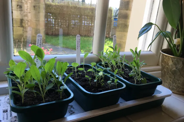 Vegetable seedlings in pots