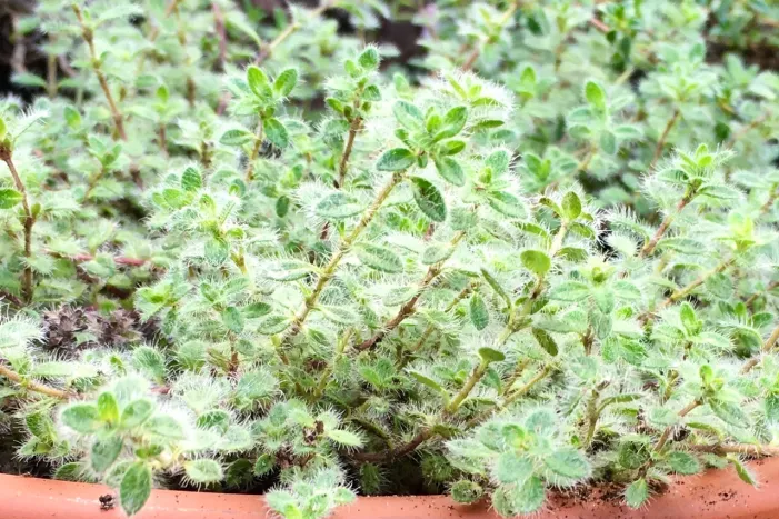 Thyme