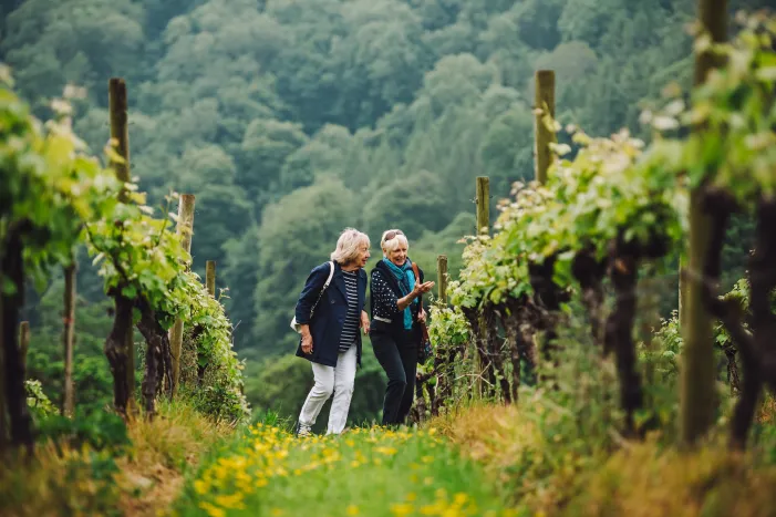Two people walking in a vineyard